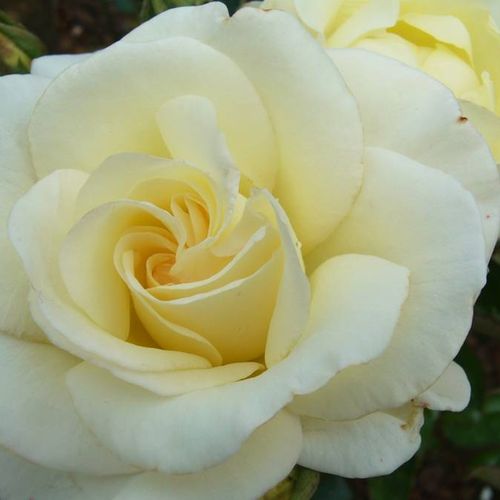 Fehér - Rózsa - True Love® - Online rózsa vásárlás